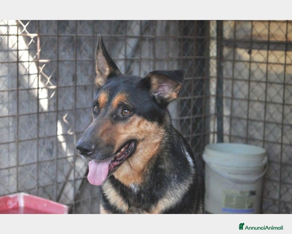 Meticcio cani Mix Pastore adulto BUONISSIMO zero richieste!ROMA a Milano - Annuncio 16