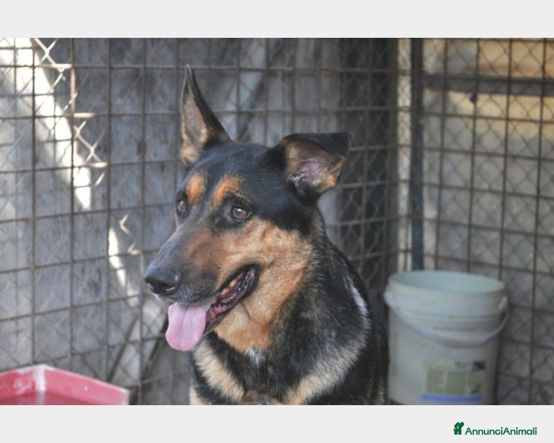 Meticcio cani in regalo: Mix Pastore adulto BUONISSIMO zero richieste!ROMA a Milano - Annuncio 1