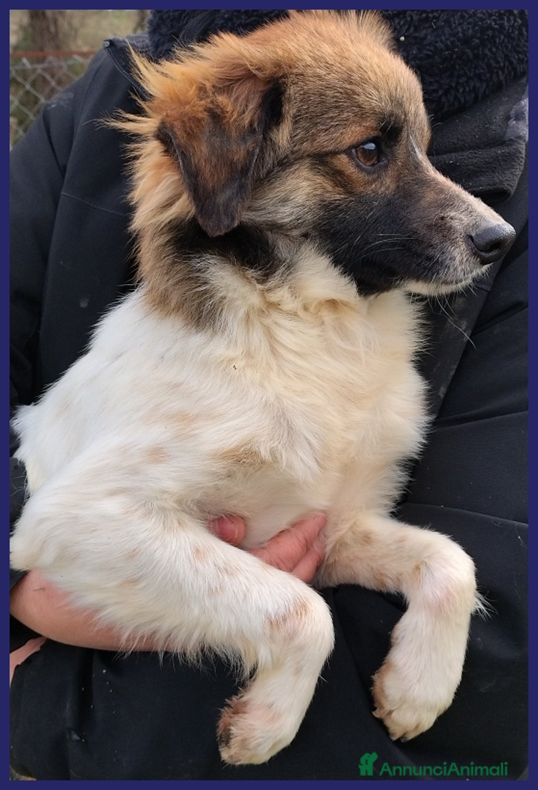 Meticcio cani in regalo: METZCAL CUCCIOLONE 9 MESI TG PICCOLA CERCA FAMIGLI a Città metropolitana di Milano - Annuncio 3