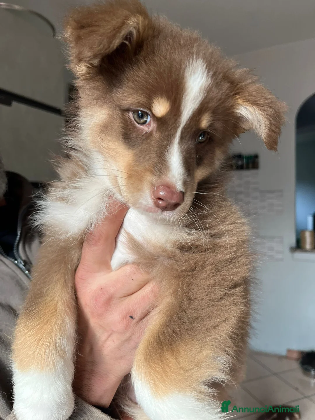 Australian Shepherd cani in vendita: Cucciole pastore australiano  - Annuncio 10