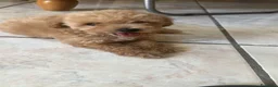 Barboncino Toy cani in vendita: Cucciolo di barboncino maschio  - Annuncio 3