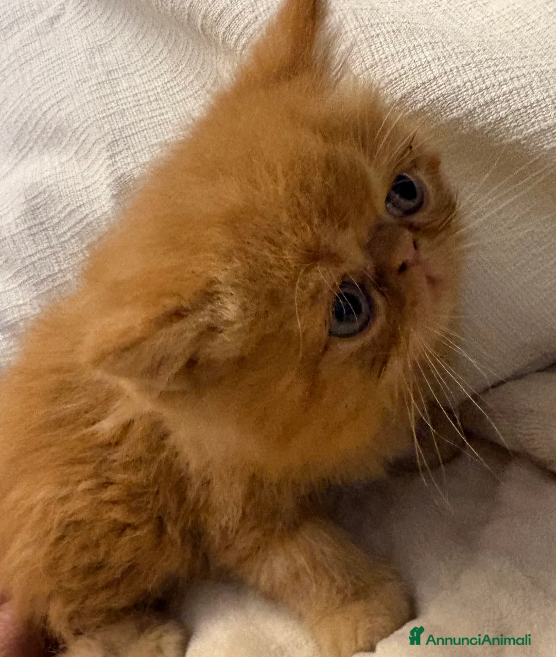 Persiano gatti in vendita: Cuccioli exotic shorthair purissimi - Annuncio 1