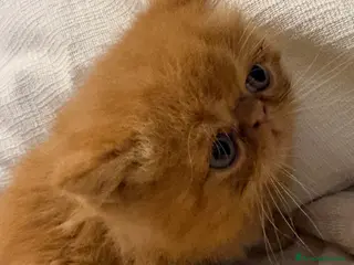 Persiano gatti Cuccioli exotic shorthair purissimi - Annuncio 1