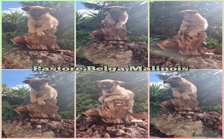 Pastore Belga cani - Annuncio 7