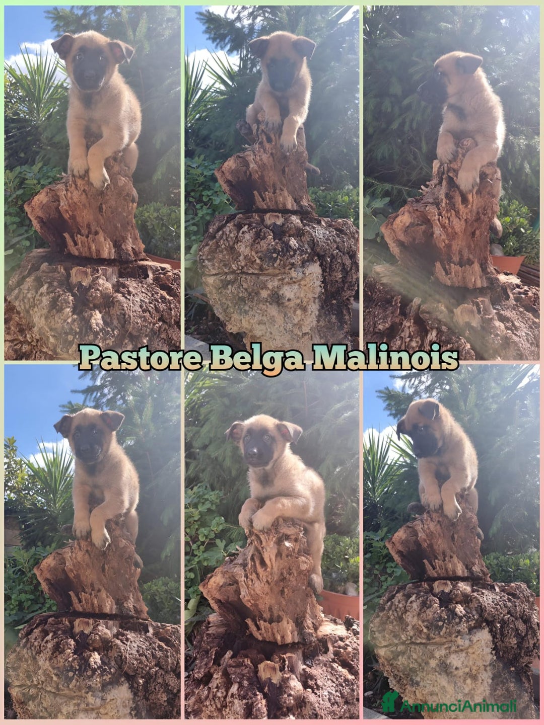 Pastore Belga cani in vendita: Cuccioli Pastore Belga Malinois Puglia Calabria - Annuncio 1