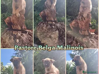 Pastore Belga cani Cuccioli Pastore Belga Malinois Puglia Calabria - Annuncio 39