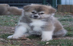 Akita Inu cani in vendita: CUCCIOLI AKITA INU LOMBARDIA  a Province of Como - Immagine 15