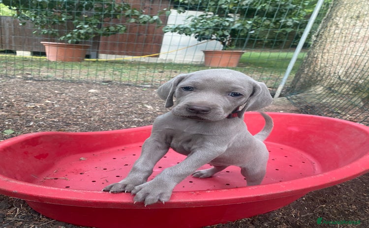 Weimaraner cani a Provincia di Modena - Annuncio 2