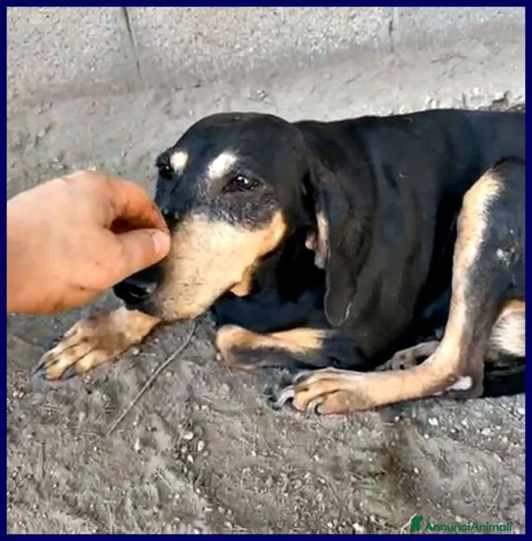 Meticcio cani in regalo: DAIMA tranquilla e buona - Annuncio 2