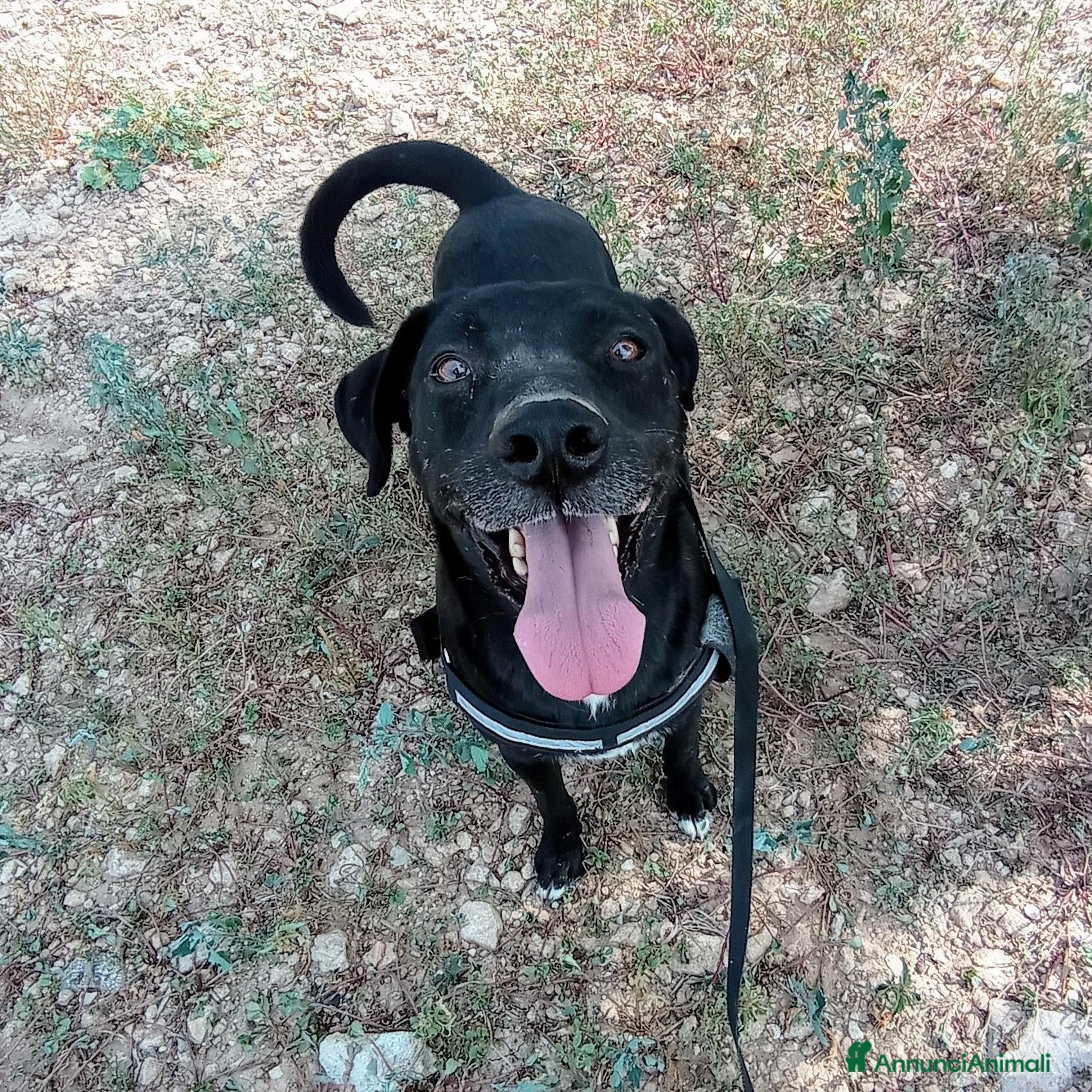 Meticcio cani Gaspare - Annuncio 21