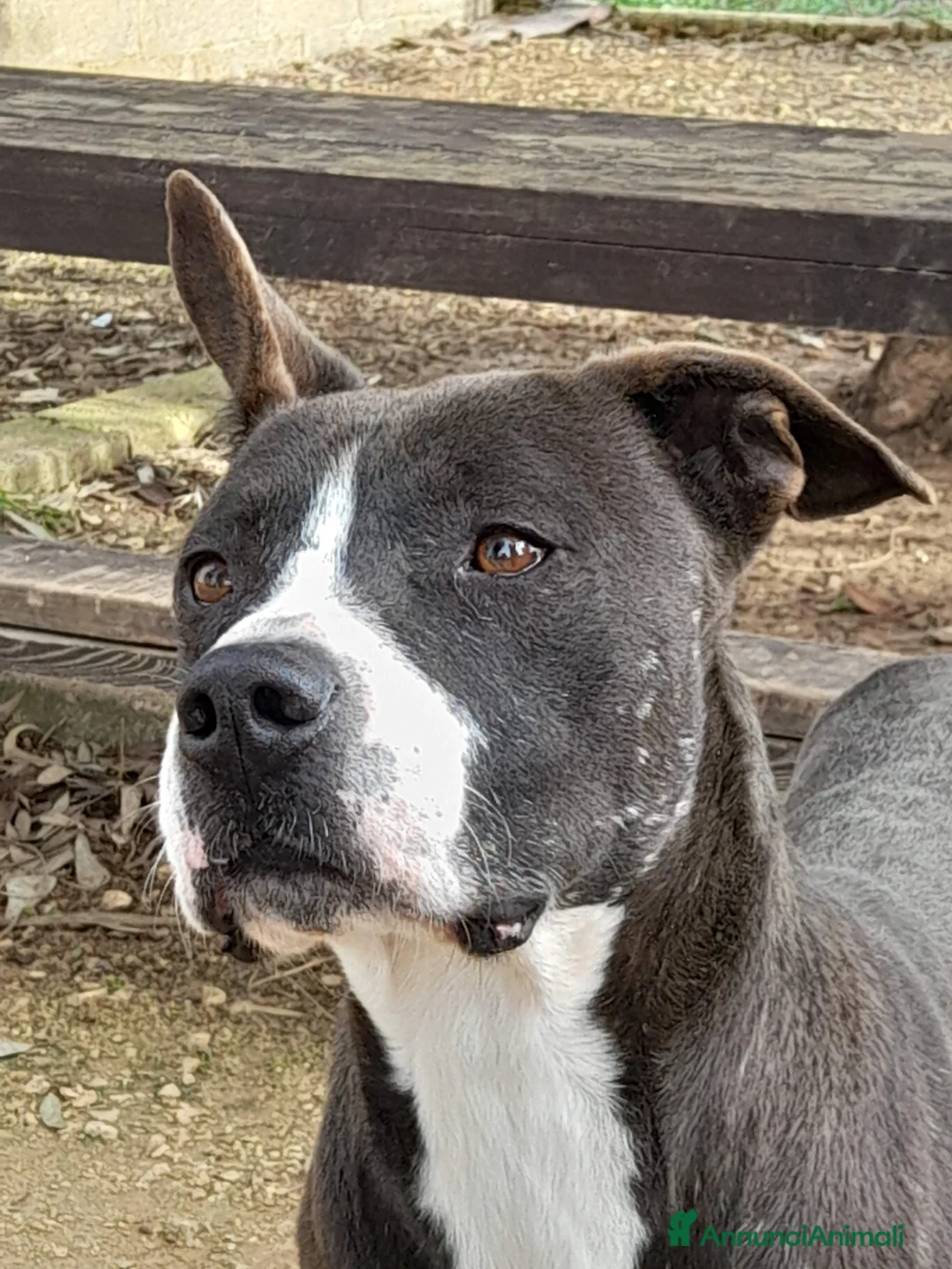 Meticcio cani in regalo: Zampa dolcissimo incrocio pitbull in adozione a Città Metropolitana di Firenze - Annuncio 2