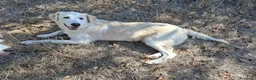 Meticcio cani in regalo: Flora  a Provincia di Potenza - Annuncio 4