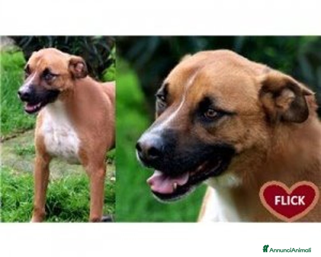 Meticcio cani in regalo: Liberali dalla gabbia! Tendi La Zampa Onlus a Roma - Annuncio 2