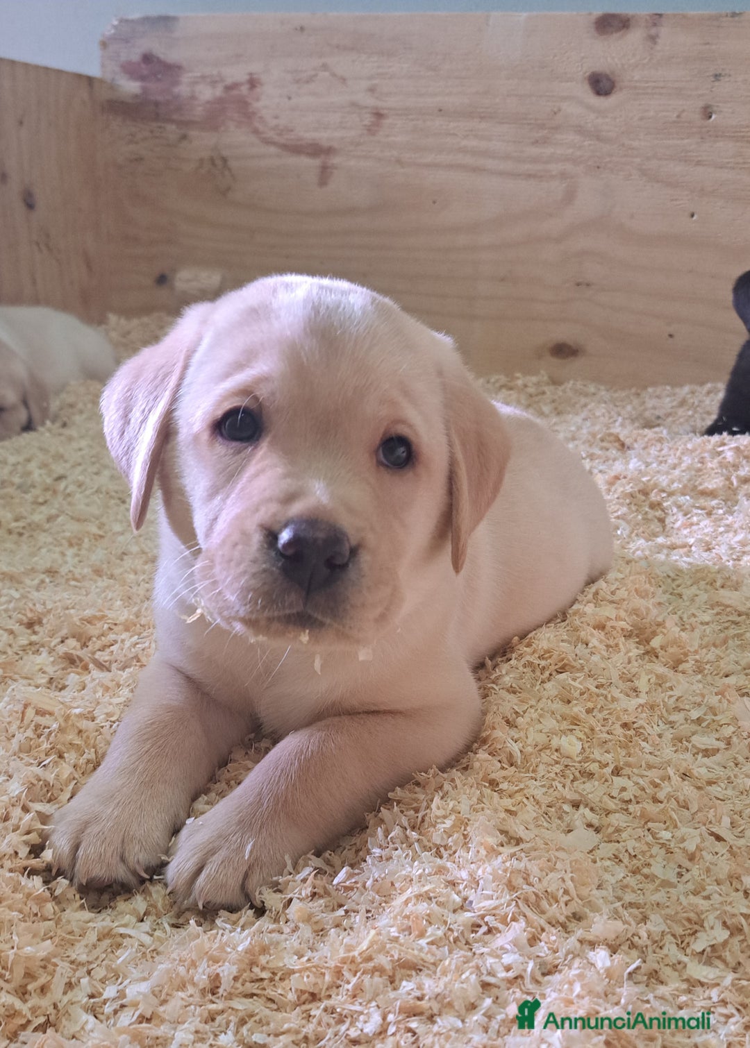 Labrador cani in vendita: Labrador Retriever con Pedigree ENCI - Annuncio 6