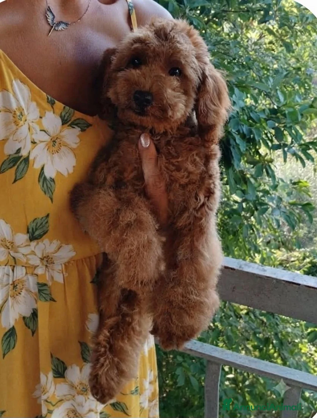 Barboncino Toy cani in vendita: Barboncino Toy  - Annuncio 2