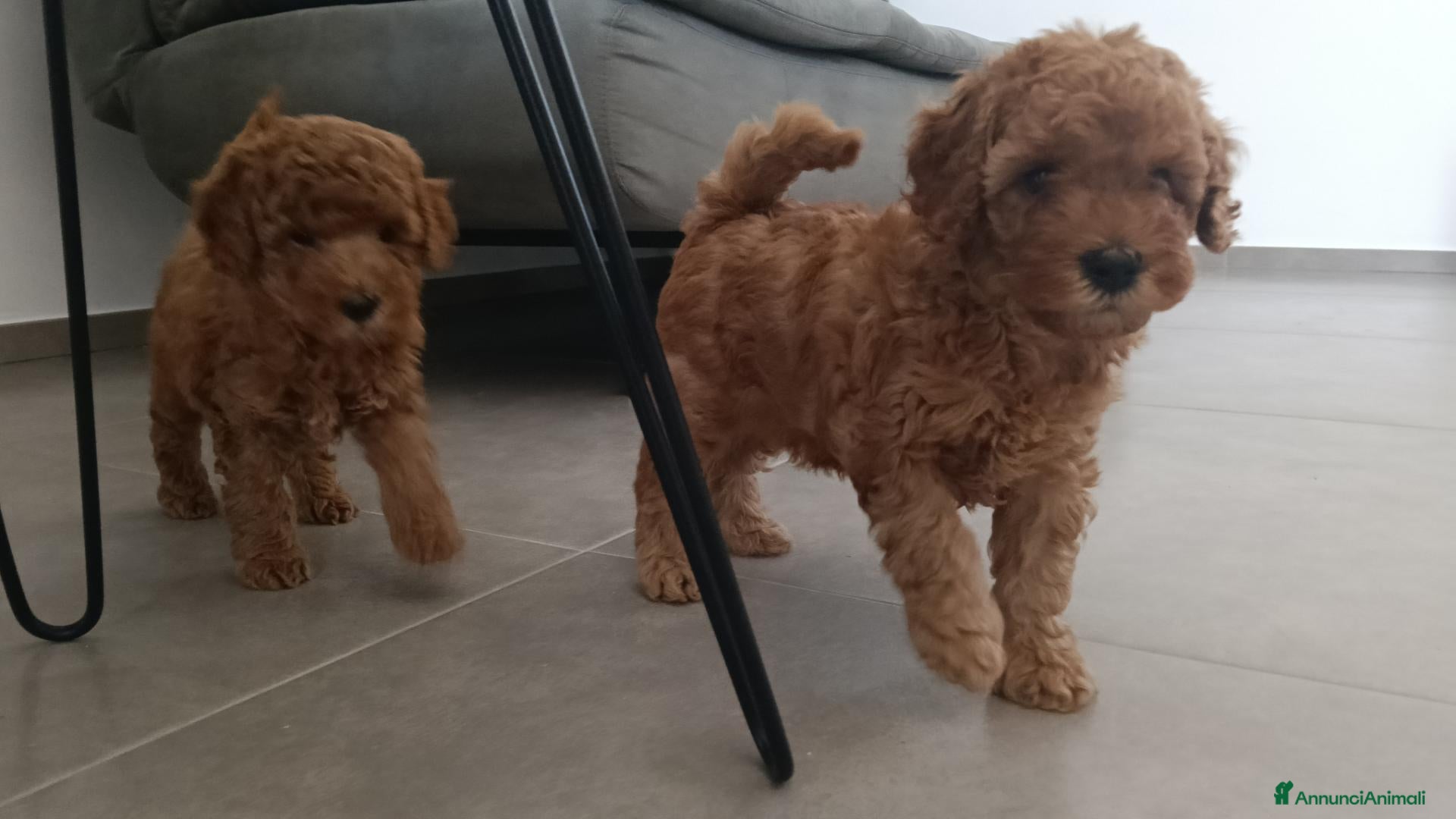 Barboncino cani Cuccioli di barboncino red - Annuncio 18
