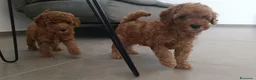 Barboncino cani in vendita: Cuccioli di barboncino red - Annuncio 1