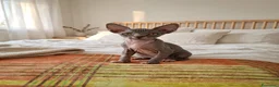 Sphynx gatti in vendita: sphynx - Annuncio 9