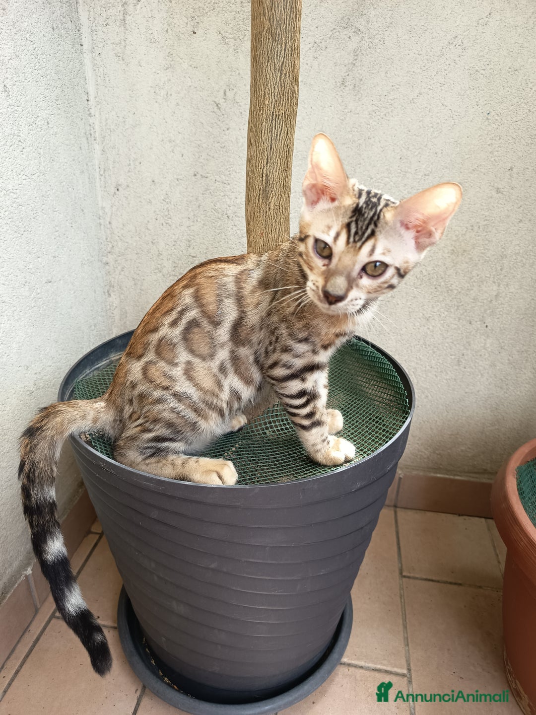 Bengala gatti in vendita: Brown Spotted  a Città metropolitana di Milano - Immagine 6