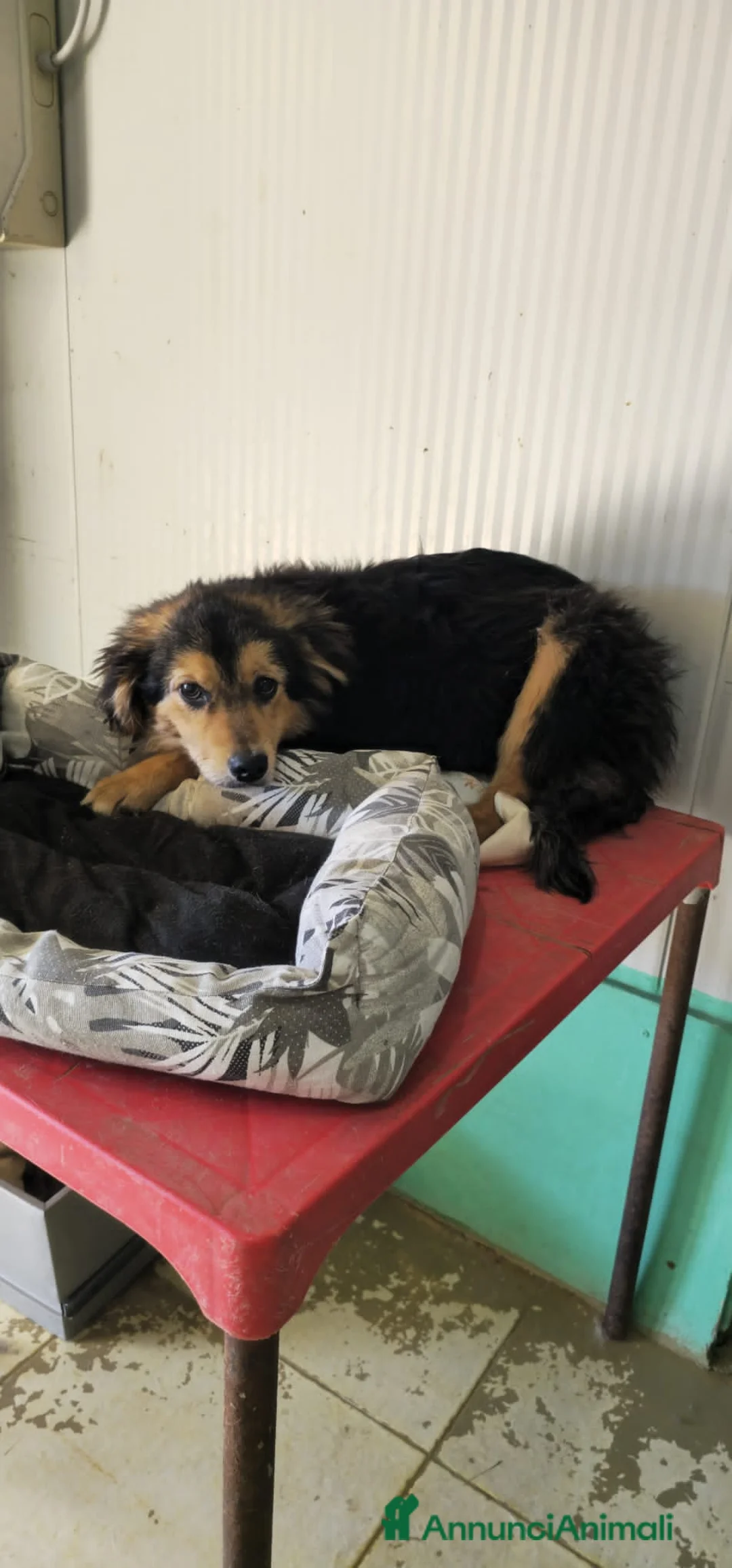 Meticcio cani in regalo: bello  - Annuncio 2