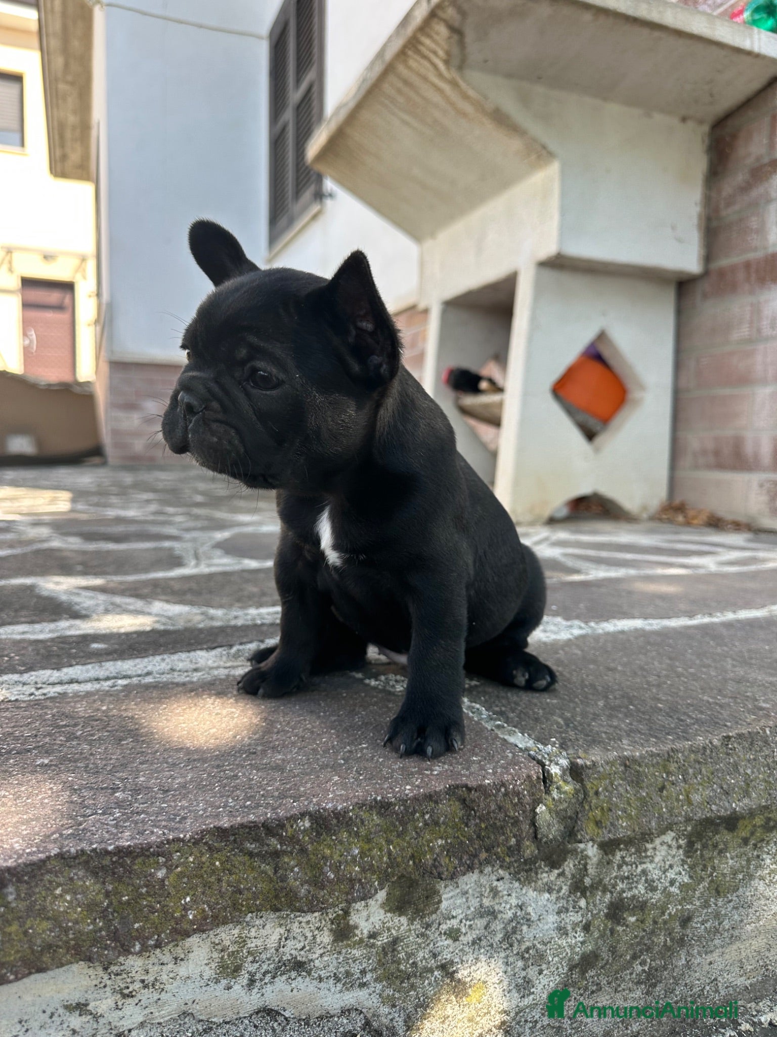 Bulldog Francese cani bulldog francese nero tigrato  - Annuncio 30