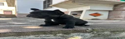 Bulldog Francese cani in vendita: bulldog francese nero tigrato  - Annuncio 1