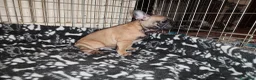 Bulldog Francese cani in vendita: Ultima cucciola di Bulldog francese cream - Annuncio 7