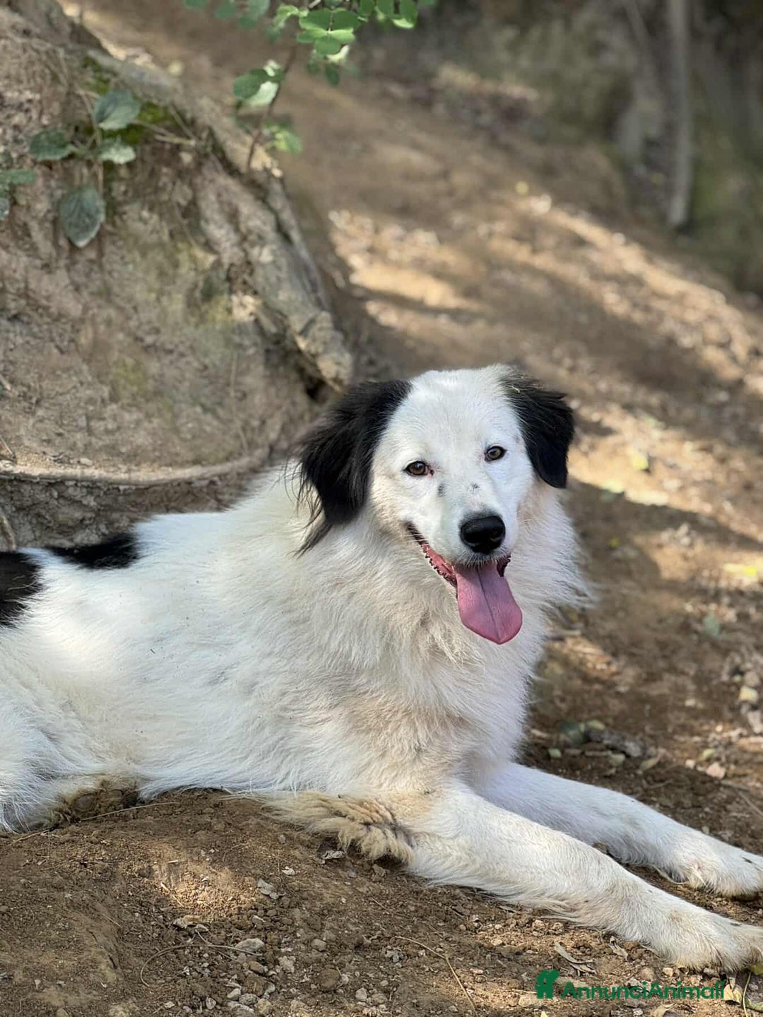 Meticcio cani in regalo: DAPHNE, raggio di sole in canile! - Annuncio 5