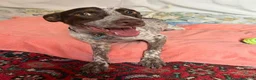 Meticcio cani in regalo: Matisse 1 anno taglia media piccola  - Annuncio 4