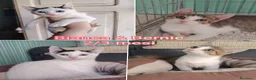 Meticcio gatti in regalo: TANTI MICINI SOLI  a Provincia di Vicenza - Annuncio 5