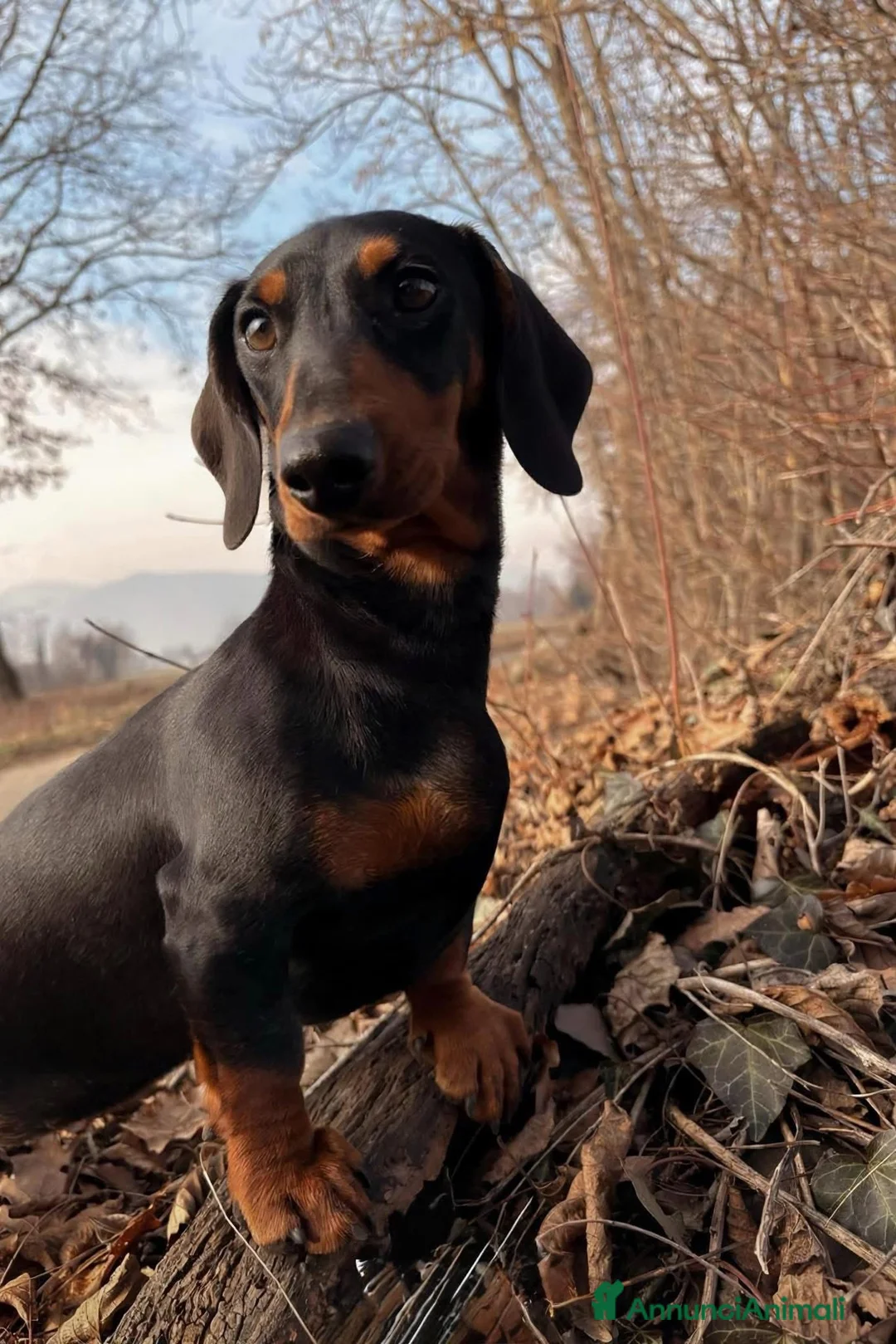 Bassotto cani in vendita: Bassotto Tedesco cuccioli - Annuncio 9