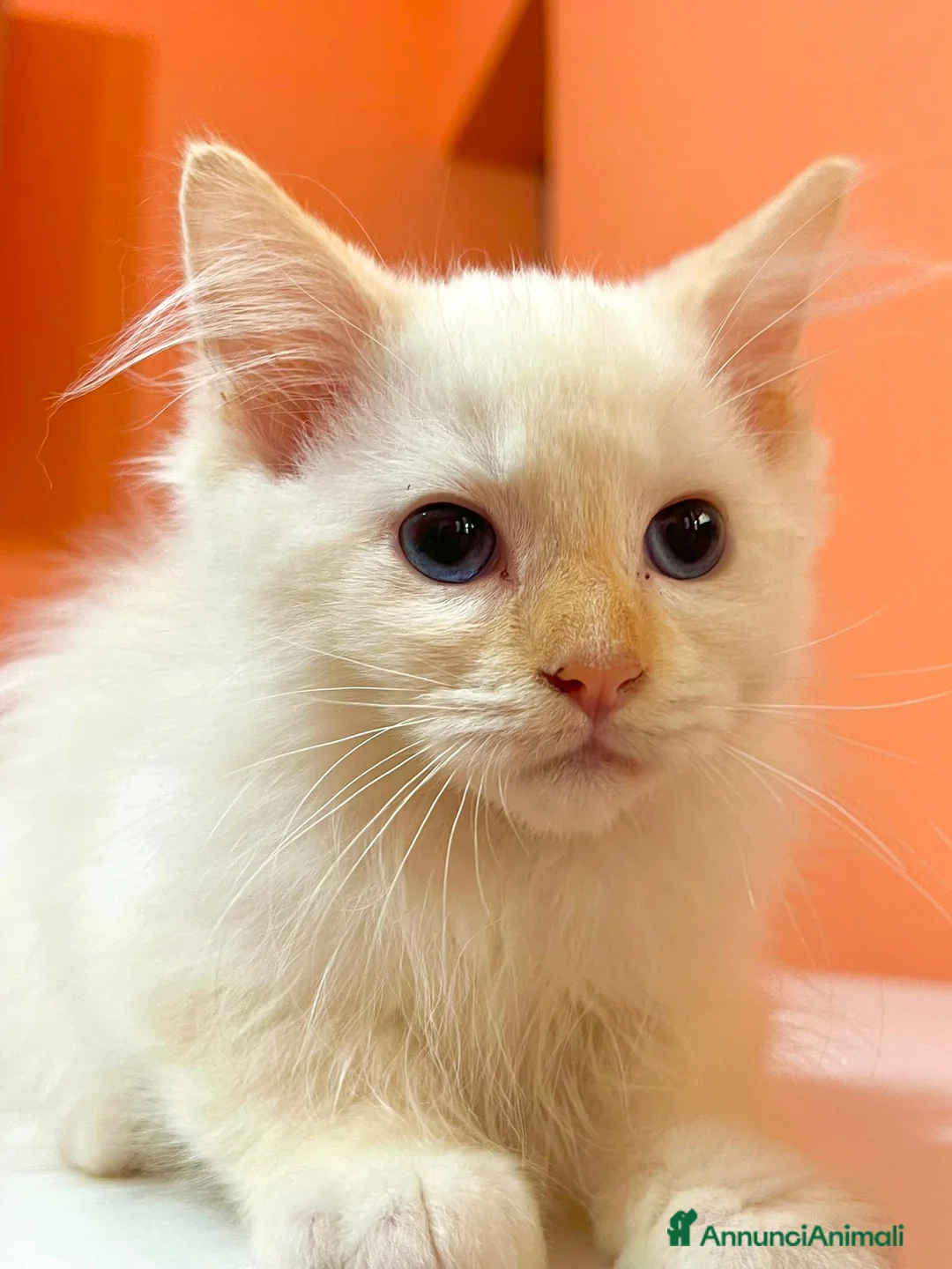 Ragdoll gatti in vendita: cucciolo ragdoll disponibile - Annuncio 1