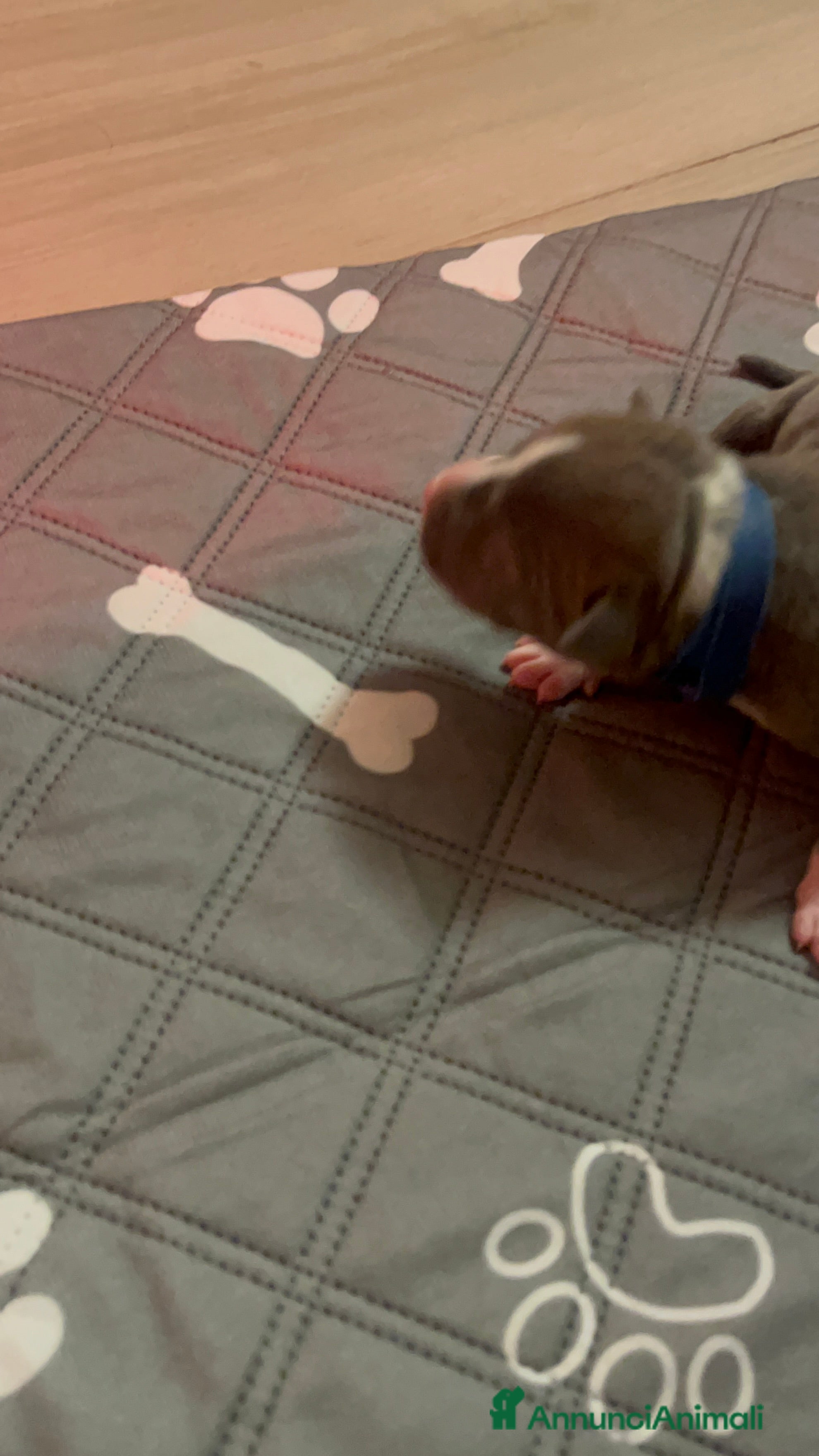 American Staffordshire cani Cuccioli di Amstaff blu - Annuncio 1