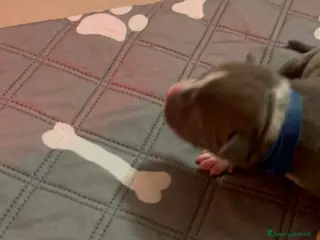 American Staffordshire cani Cuccioli di Amstaff blu - Annuncio 1