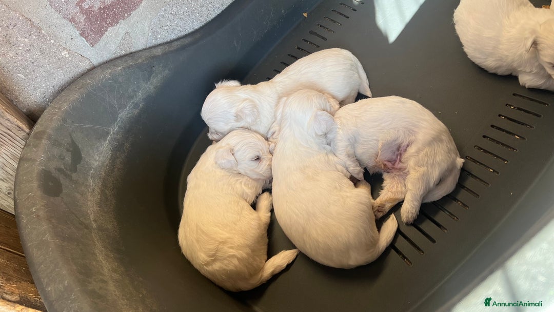 Maltese cani in vendita: Cuccioli di Maltese 100% originali – Disponibili a Città Metropolitana di Napoli - Immagine 4