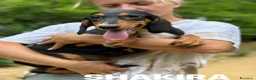 Meticcio cani in regalo: 4 CUCCIOLI simpaticissimi e coccoloni in canile! - Annuncio 5