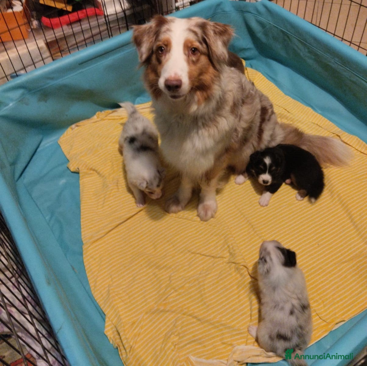 Australian Shepherd cani Blue Sea un mare di gioia - Annuncio 5