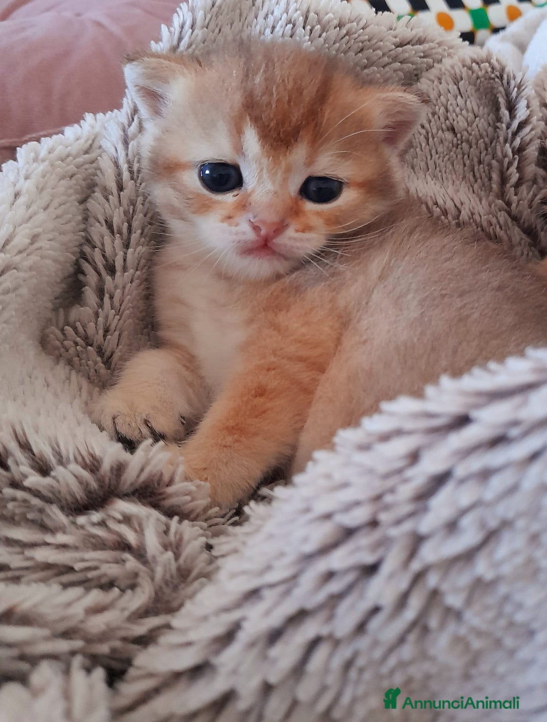 Scottish gatti in vendita: Gattini Scottish Straight - Maschio e Femmina - Annuncio 5