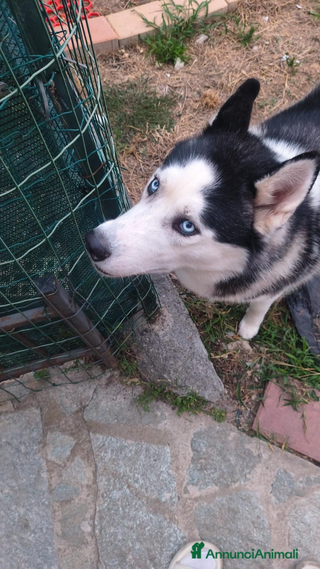 Husky cani Regalo cucciolo di hasky - Annuncio 1