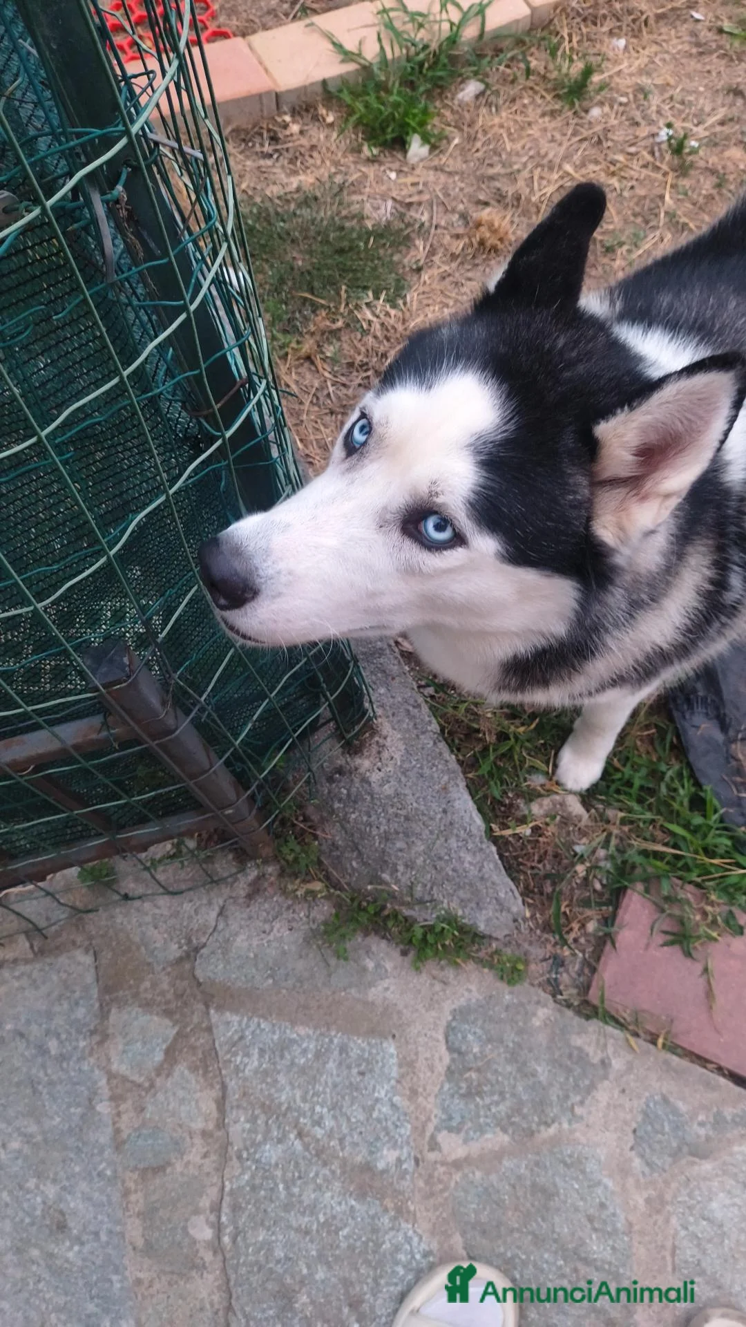 Husky cani in regalo: Regalo cucciolo di hasky a Provincia di Savona - Annuncio 1