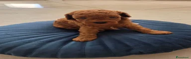 Barboncino 1