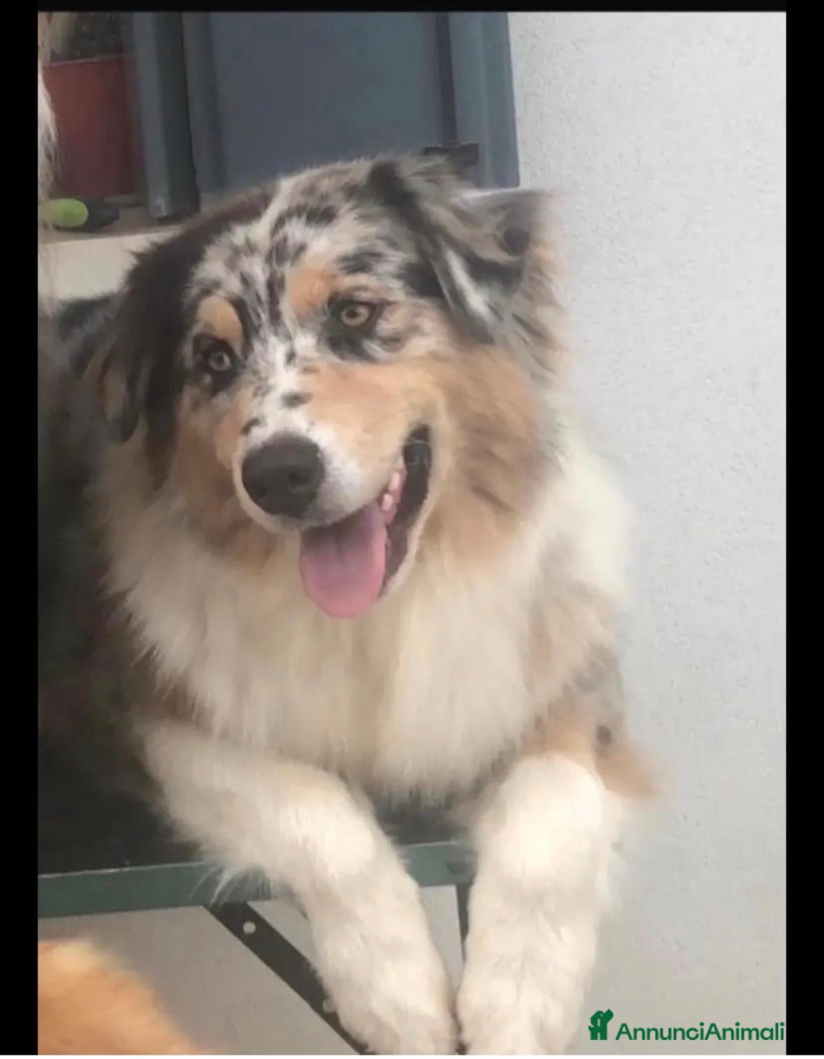 Australian Shepherd cani Cucciola pastore australiano con Pedigree - Annuncio 5