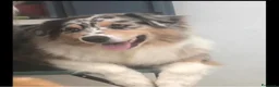 Australian Shepherd cani in vendita: Cucciola pastore australiano con Pedigree a Provincia di Padova - Annuncio 1