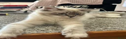 Ragdoll gatti in vendita: Cuccioli di 6 mesi disponibili  - Annuncio 3