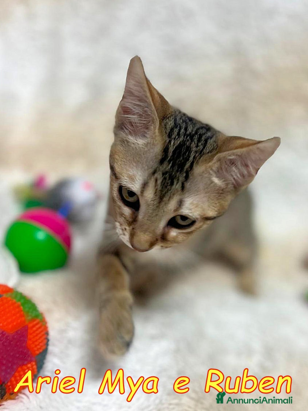 Europeo gatti in regalo: TRE GATTINI DOLCISSIMI CERCANO CASA - Annuncio 2