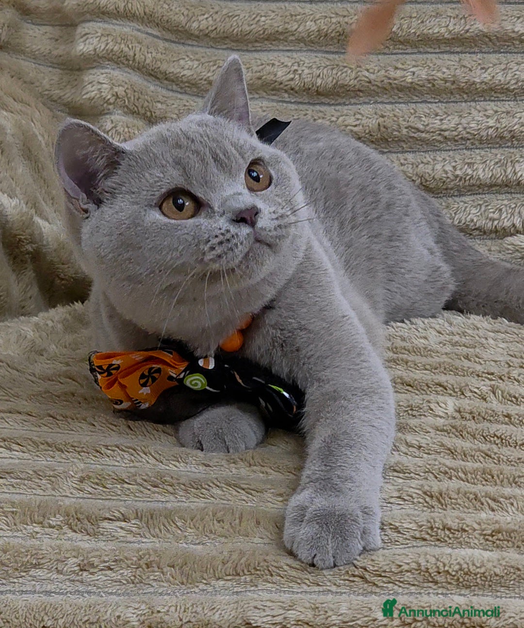 British gatti in vendita: British shorthair pedigree  - Annuncio 7