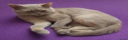 British gatti in vendita: Gattini brittish  a Città Metropolitana di Bologna - Annuncio 2