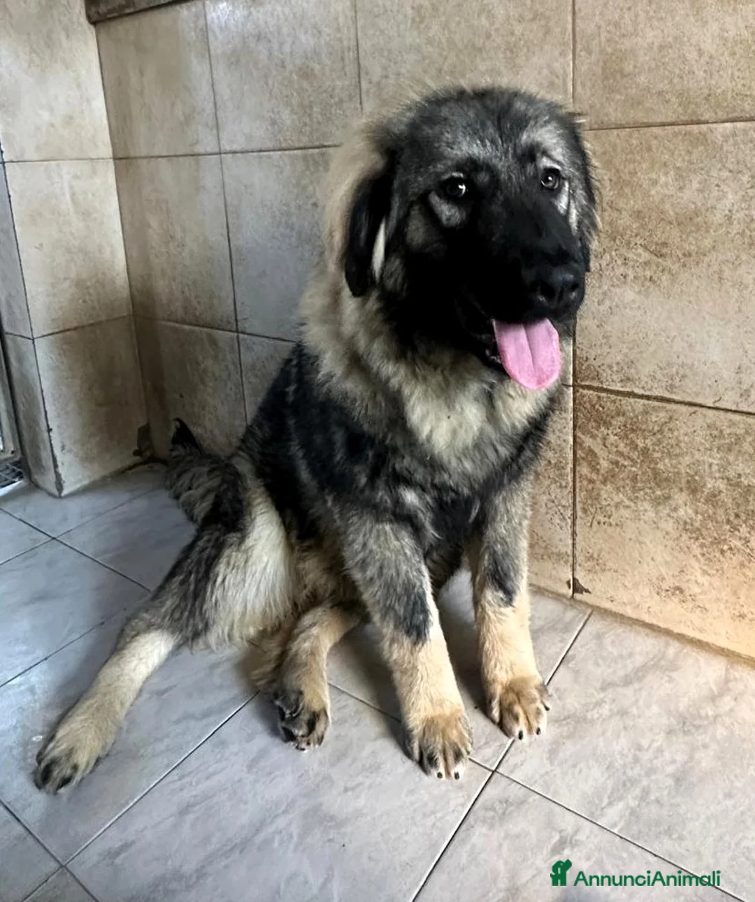 Pastore del Caucaso cani in regalo: VIENNA CUCCIOLA PASTORE DEL CAUCASO - Annuncio 2