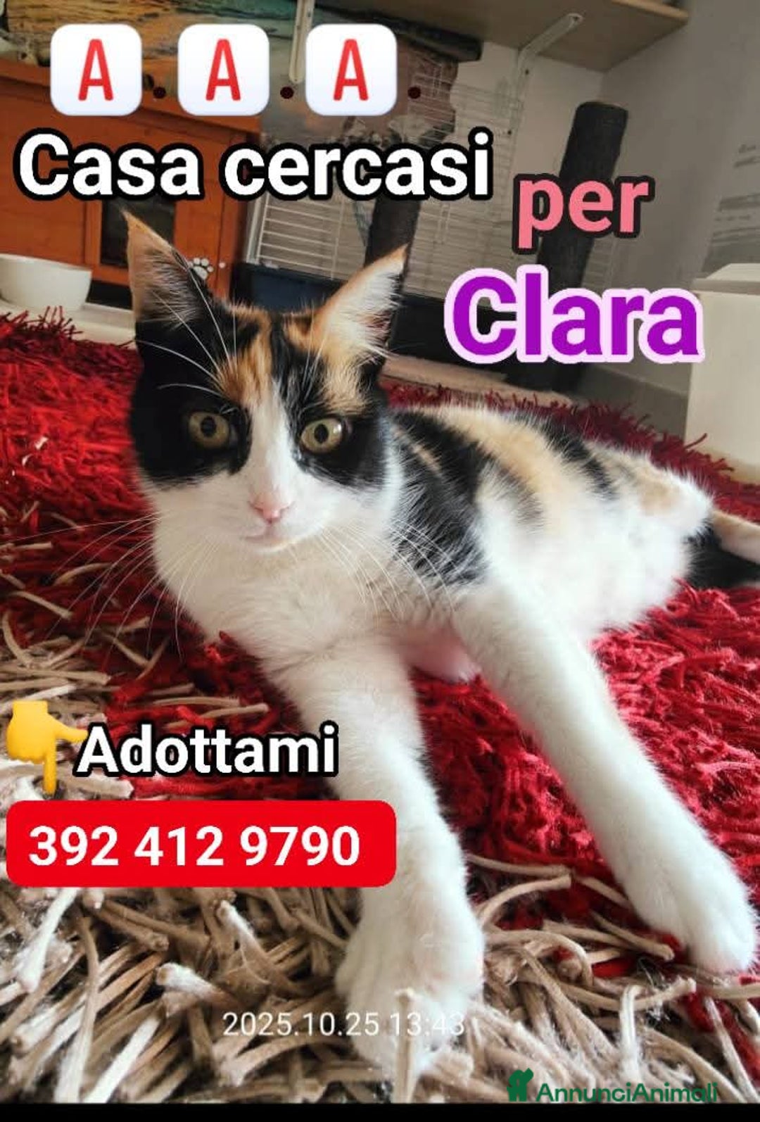 Europeo gatti in regalo: CLARA DOLCISSIMA TRICOLORE - Annuncio 2