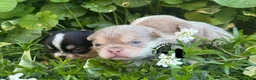 Chihuahua cani in vendita: Chihuahua di Alta Qualità: Salute e Standard  - Annuncio 2